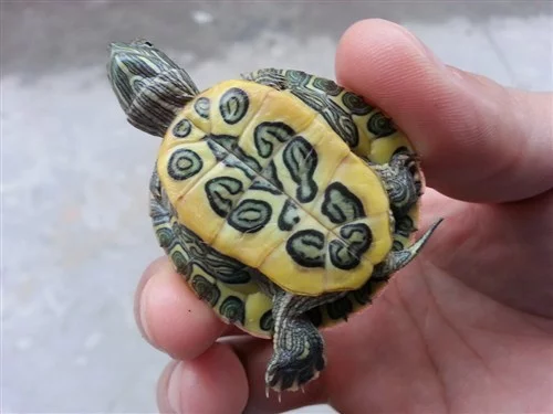 互动性最强的龟是什么品种(巴西龟饲养技巧有哪些?)