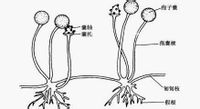 菌丝无隔,多核,分枝状,有匍匐菌丝和假根,借此可在基物表面广泛蔓延