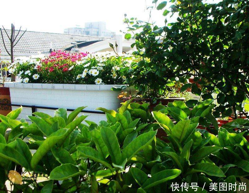 有个“露台花园”折腾,真好!此景此情,喝茶,看书 太惬意啦!