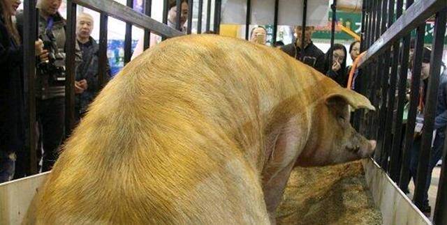 农村男子养出千斤“猪王”,成了当地名人,猪饲料品牌纷纷找他代