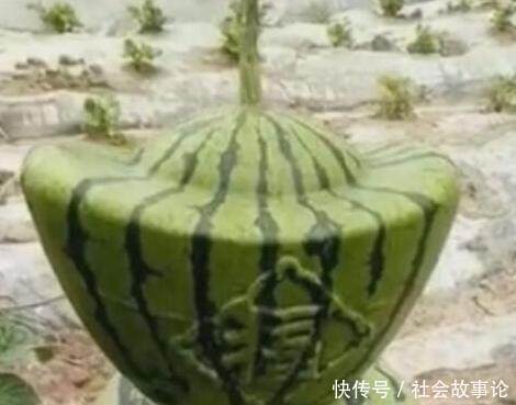 男子在街边发现一个奇怪西瓜，好奇买回家打开，谁知打开后傻眼了