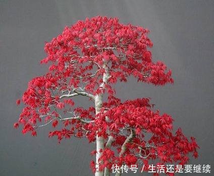 高筒盆栽图片