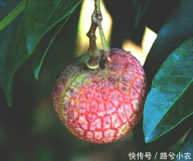中国卖出最贵的水果,一颗价值55万元,树已经在
