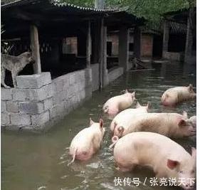 2018年8月8日全国生猪价格走势,东北降雨,生猪