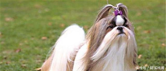 寿命最长的5种小型犬,京巴上榜,第二种养的人