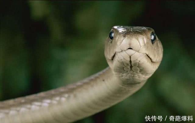 全球6大最毒蛇排名,最后一种贝爷都不敢惹他