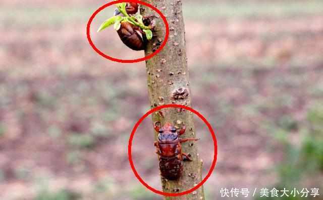 雨后收稀罕物，100元一斤，现在越来越少了，我们童年都玩过