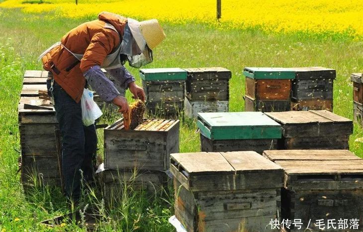 蜜蜂养殖技术 | 采蜜期蜂群管理重点