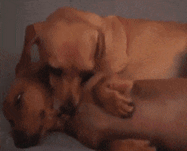 忙了一整天后,躺在床上只想睡觉,女票却很想要时.