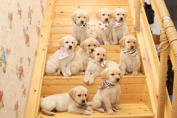 如何挑选一只健康的中华田园犬图片 t01dc4ef4ac50d6cbc9.jpg?size=600x400
