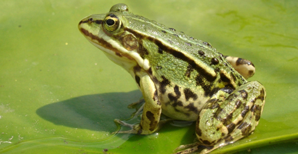 青蛙是什么动物 胎生还是卵生_360问答