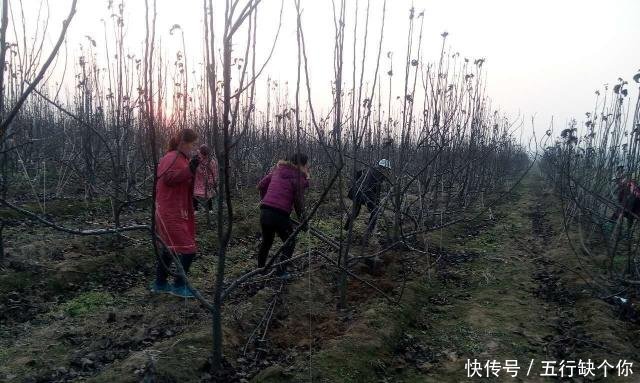 果树月子肥和秋施基肥有什么区别呢果农们千万