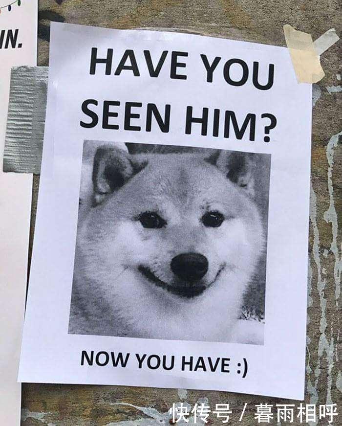 30张证明柴犬就是一种搞笑生物的激萌照片