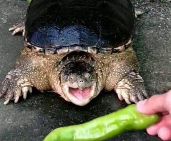男子喂乌龟吃辣椒,乌龟竟然吃上了瘾,塞到嘴里
