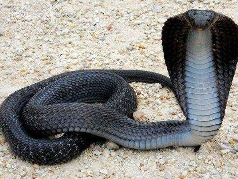 世界十大最致命毒蛇 第一名竟然也生活在中国
