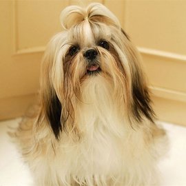 陈赫家的狗是什么品种_360问答