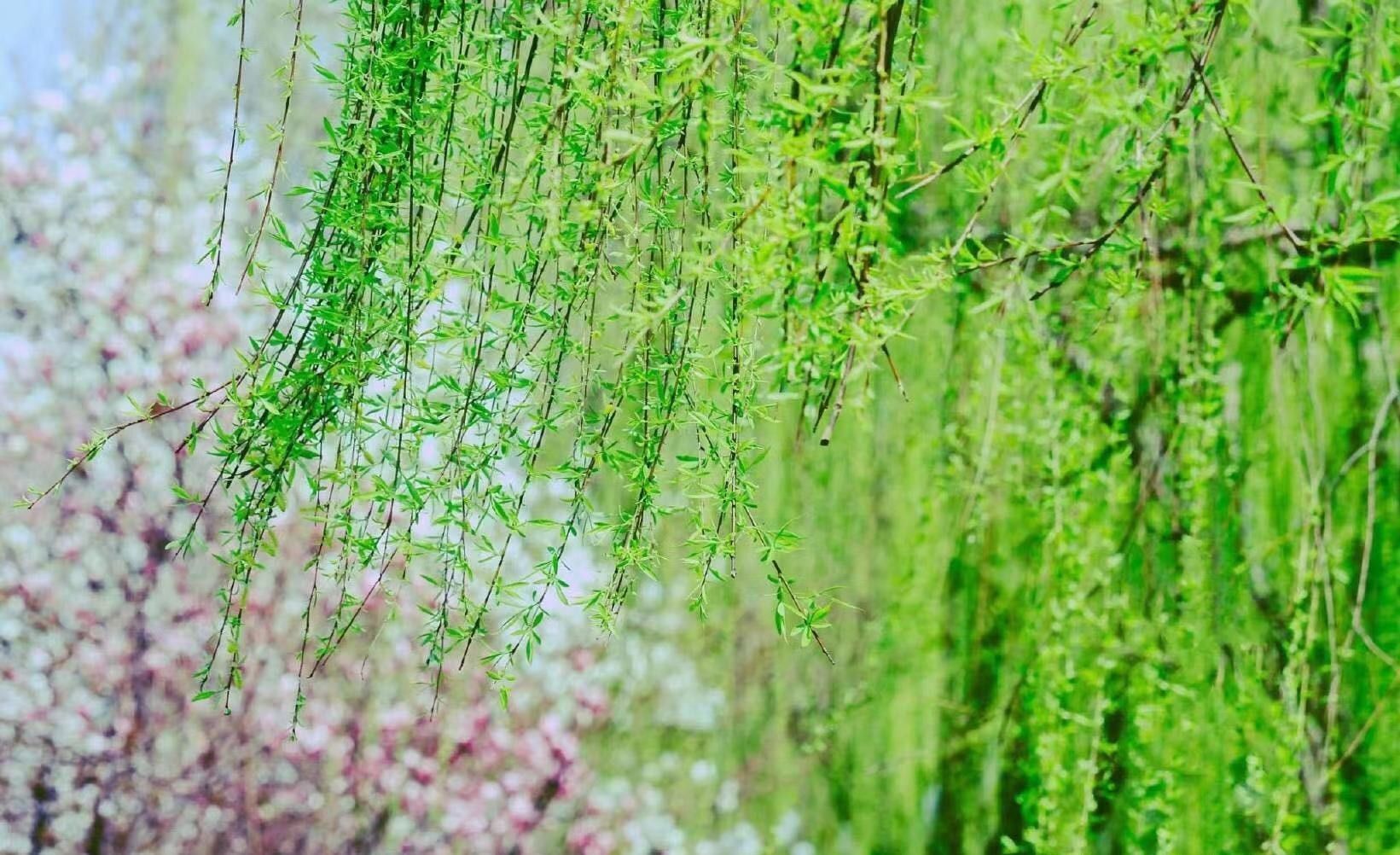 天开一岁暖,花发四时春。屋前柳翠桃花鲜, 柳暖