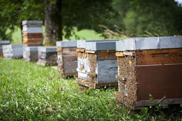 蜜蜂养殖技术|复壮阶段的管理