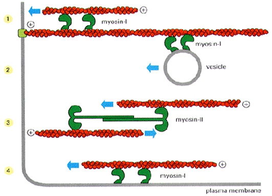 myosin ii 的功能