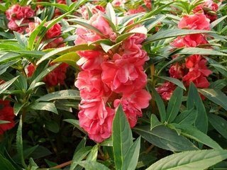 凤仙花的资料