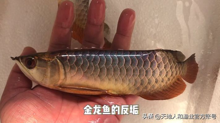 珠海市拱北風水魚水族館（珠海市拱北風水魚水族館地址） 魚缸風水