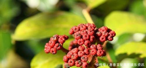 这种农村的植物,不仅能够治疗厥阴头痛,还能够