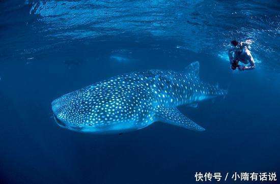 款反舰武器诞生!看起来薄如纸片,10万吨航母碰