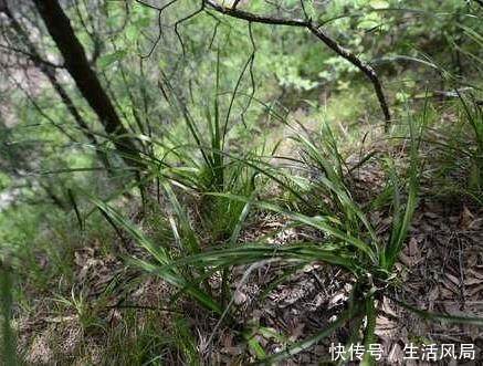 农村山上一种植物，是富人的最爱，野生的快挖完了，一株可卖上千