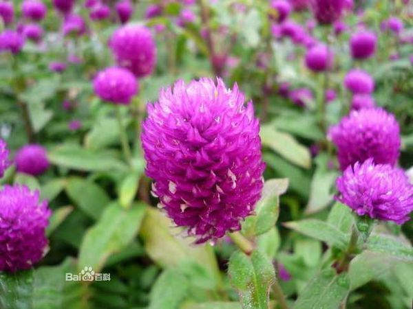 问花名,这是啥花呢?_360问答