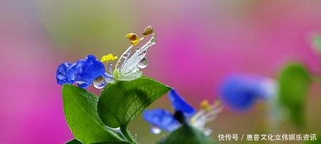 小时候总见到又叫不出名字的野草,终于知道叫