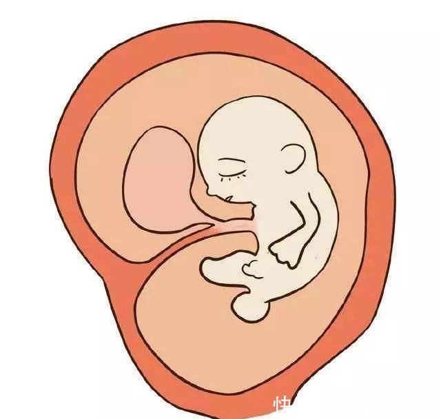 怀孕4个月胎儿很可爱,胎儿在什么位置胎动最多