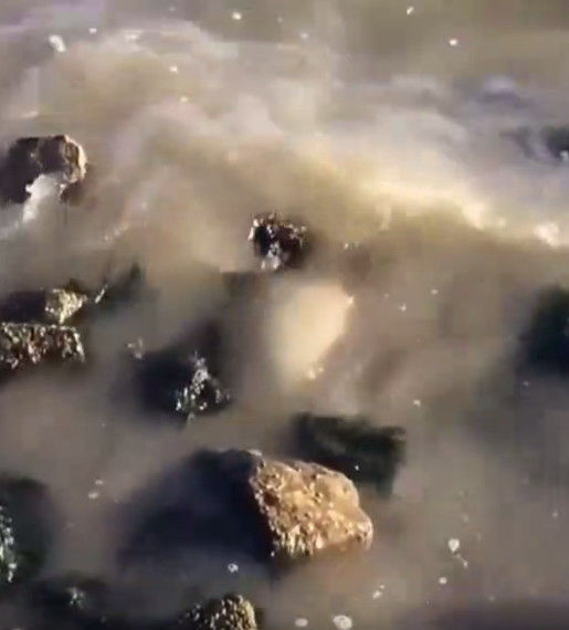 男子岸边发现一条难产的鱼,用手帮它引产后,结