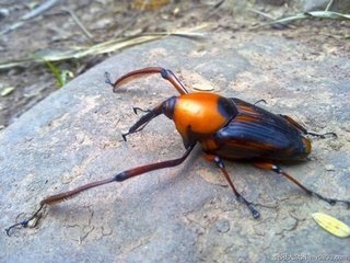 笋子虫怎么才飞