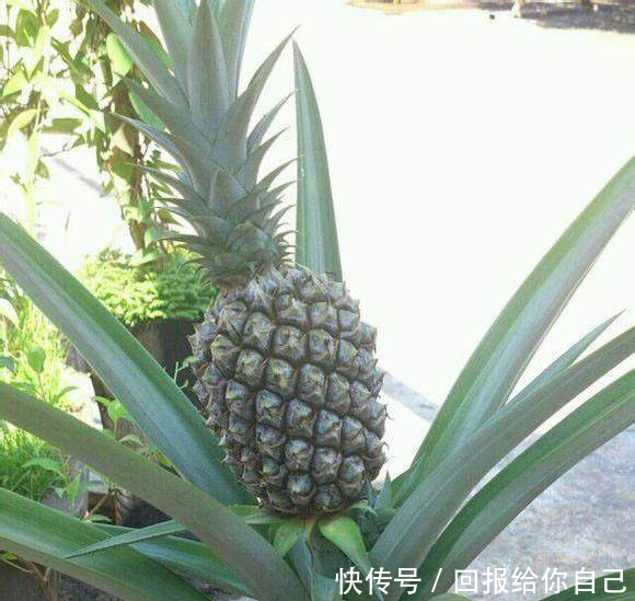 以后可以自己种菠萝吃啦,简单易学