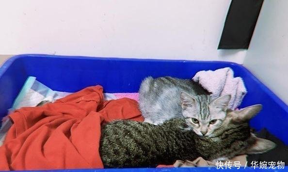 肾衰猫离世前不断抽搐, 新来小猫趴身旁压住怕