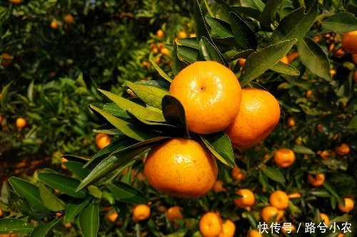 市比农村赚的多?北漂小伙回村卖水果,娶老婆生