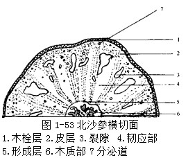 北沙参显微鉴别