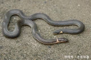 农民挖土时发现两头蛇,村里老人一看脸色发白,劝他赶快放生