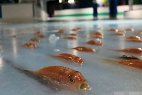 为了吸引游客的关注,商场打造真鱼溜冰场,游客看后感觉不可思议