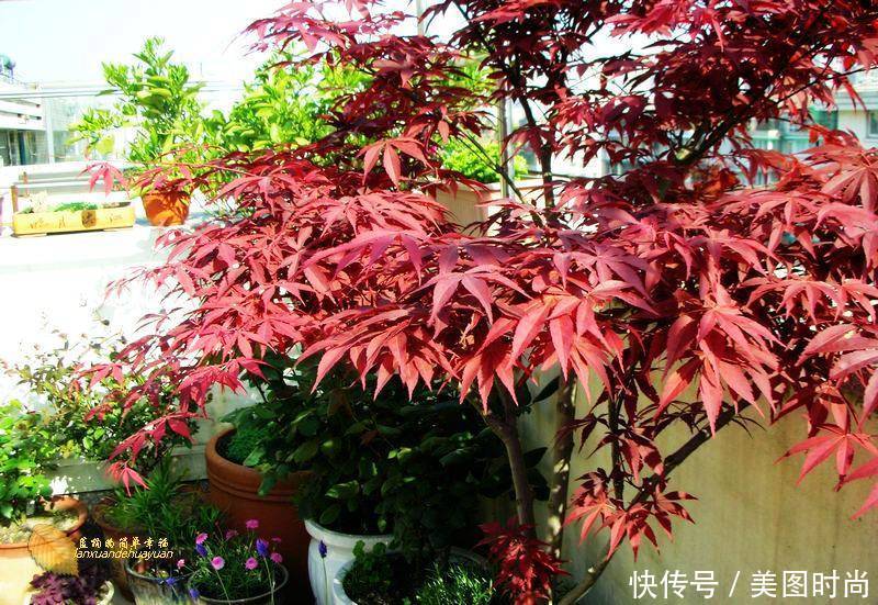 有个“露台花园”折腾,真好!此景此情,喝茶,看书 太惬意啦!