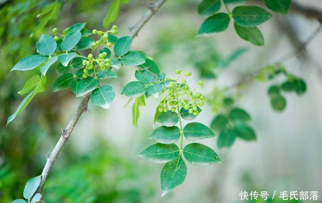 花椒树栽培技术|青花椒实用栽培技术之主要病