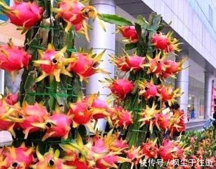 火龙果不用花钱买,挖一勺 果肉 埋花盆,7天发芽