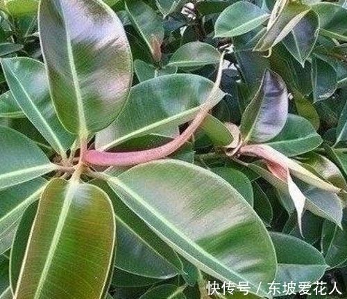 一文教你解决橡皮树不长新叶的问题