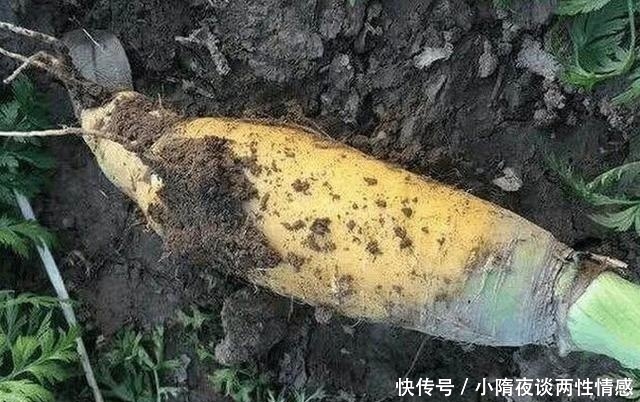 这美食又是蔬菜又是水果,生长在农村价格不便宜,营养价值很高!