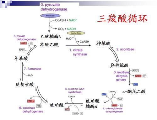 三羧酸循环中生成的草酰乙酸怎样氧化成水和二氧化碳