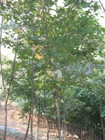 原植物 枫香树别名:枫木,枫树,香枫,三角枫,鸡爪枫.