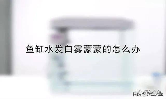 鱼缸过滤器怎样安装好使一些（鱼缸过滤器怎样安装好使一些呢）