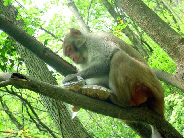 在张家界国家森林公园 我们遇到了这群小可爱