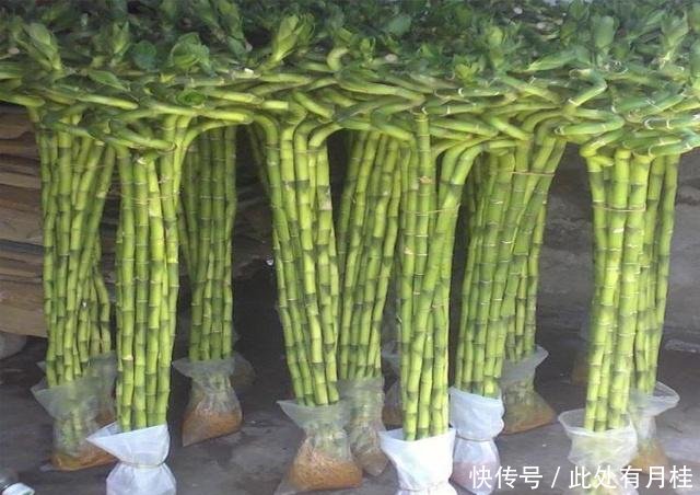 富贵竹叶子发黄怎么救能剪根吗 t01f66f1b8bac4d0a57.jpg