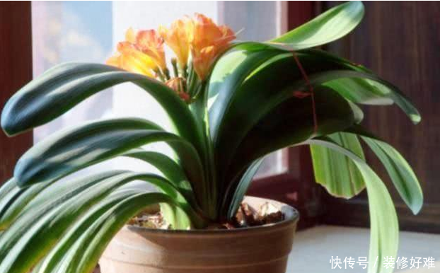 想要给君子兰强根?学会1个小妙招,免疫力蹭蹭长还不招虫 fg电子平台